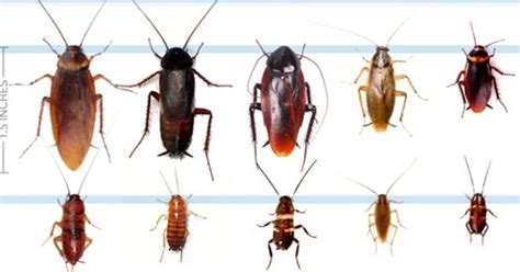 바퀴벌레 진화